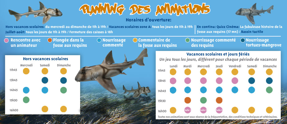 animations web