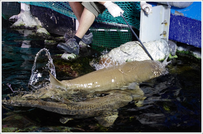 Alimentation sharks - Aquarium de Lyon Nourrissage requiens - Aquarium de Lyon