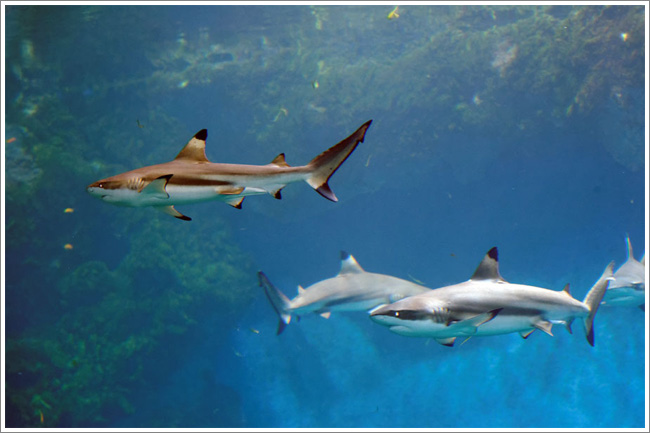 Aquarium de Lyon